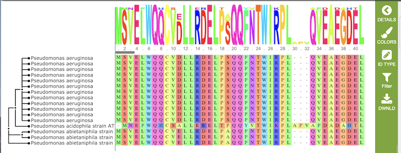 MSA Viewer - Amino Acid