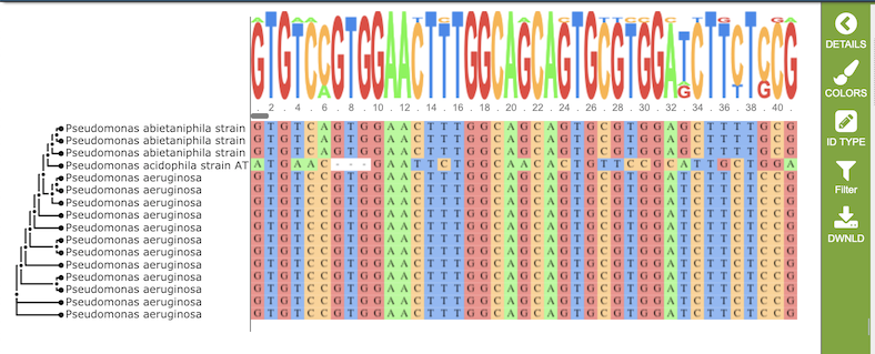 MSA Viewer - Nucleotide