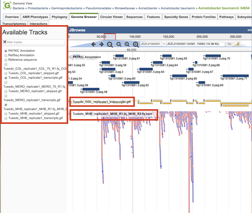 RNA-Seq Data in Genome Browser